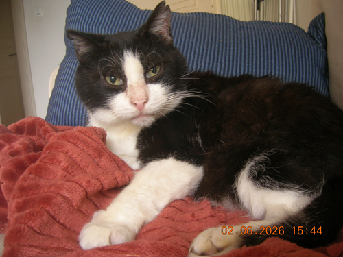 Mirmo cat
